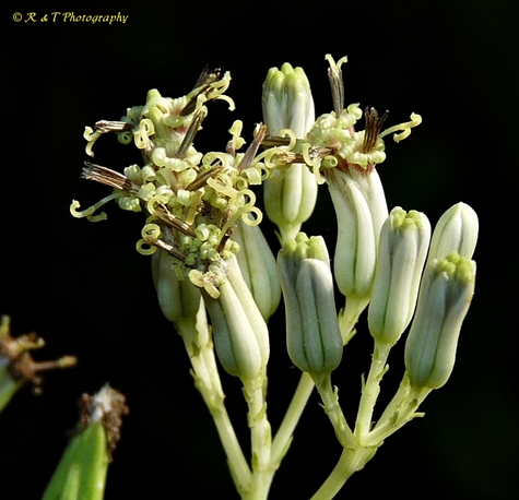 {Arnoglossum atriplicifolium}